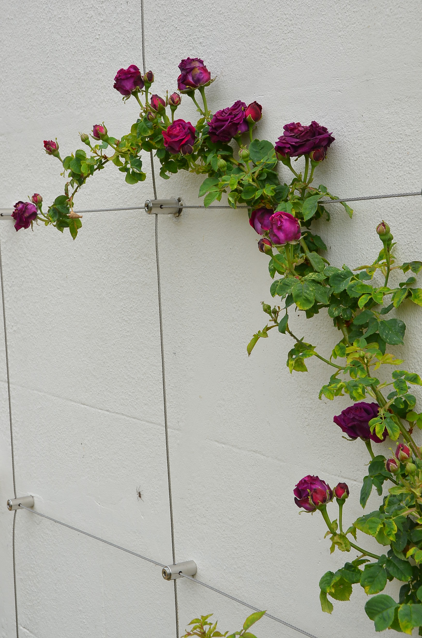 Climbing Rose