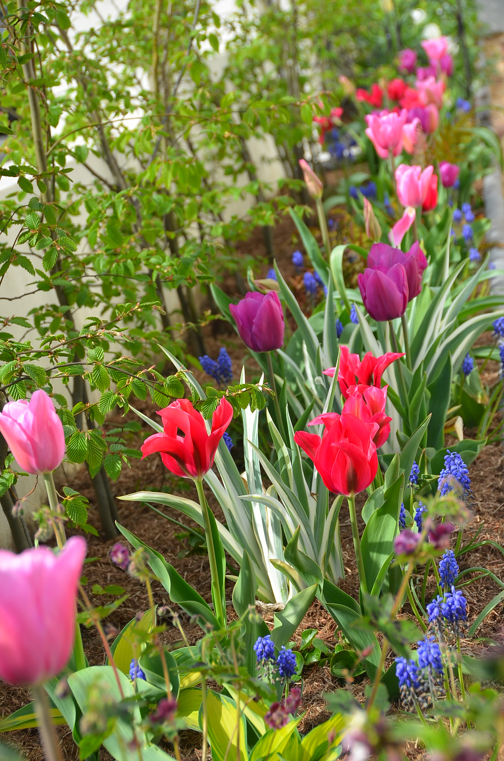 Spring in a Victorian garden